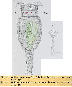 Weber, E-F (1898): Revue Suisse de Zoologie 5 